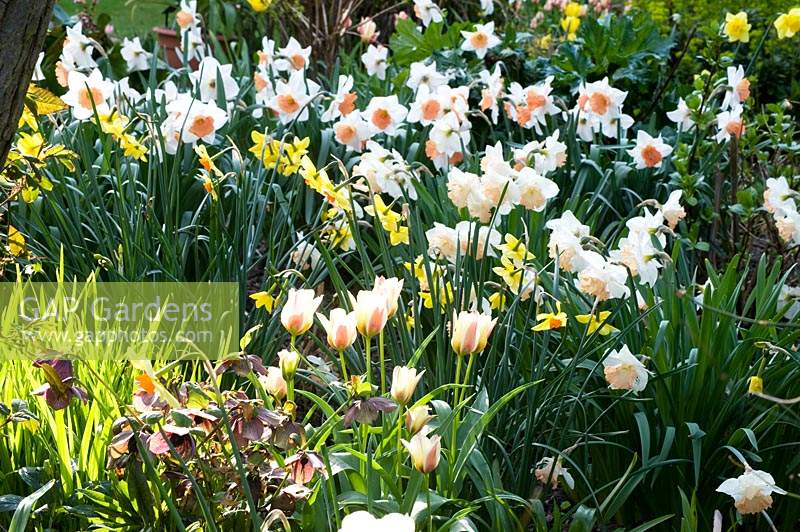 View of mixed borders with flowering bulbs such as Narcissus - Daffodil - and Tulipa - Tulip