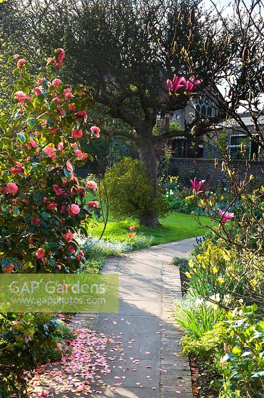 View down paved pathway surrounded by mixed borders with shrubs such as Camellia with petals on path, all underplanted by perennials and bulbs