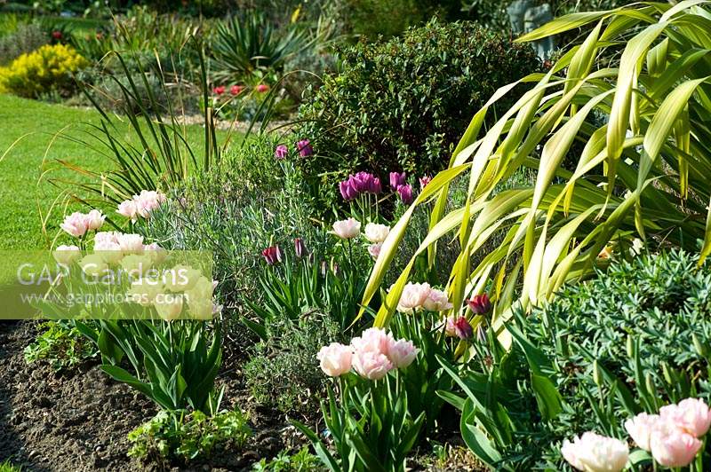 View across mixed bed with mix of flowering Tulipa - Tulip - planted informally