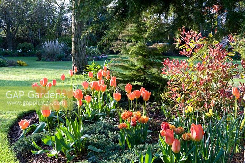 Curved island beds in lawn, planted with perennials, trees, shrubs and flowering Tulipa - Tulip
