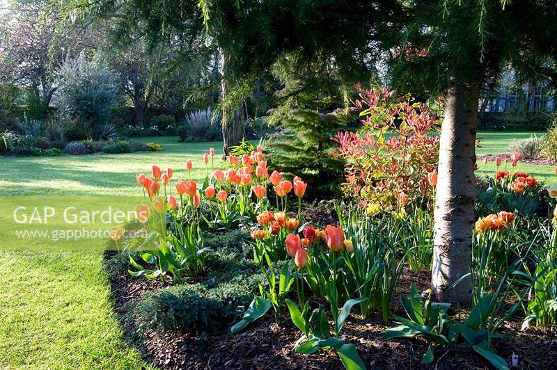 Curved island beds in lawn, planted with perennials, trees and Tulipa - Tulip
