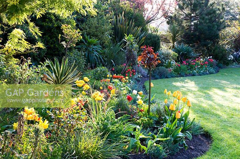 Curved borders in lawn, planted with perennials, trees and Tulipa - Tulip