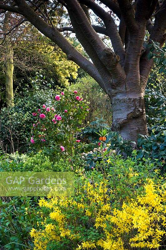 Tree underplanted with flowering shrubs such as Camellia 