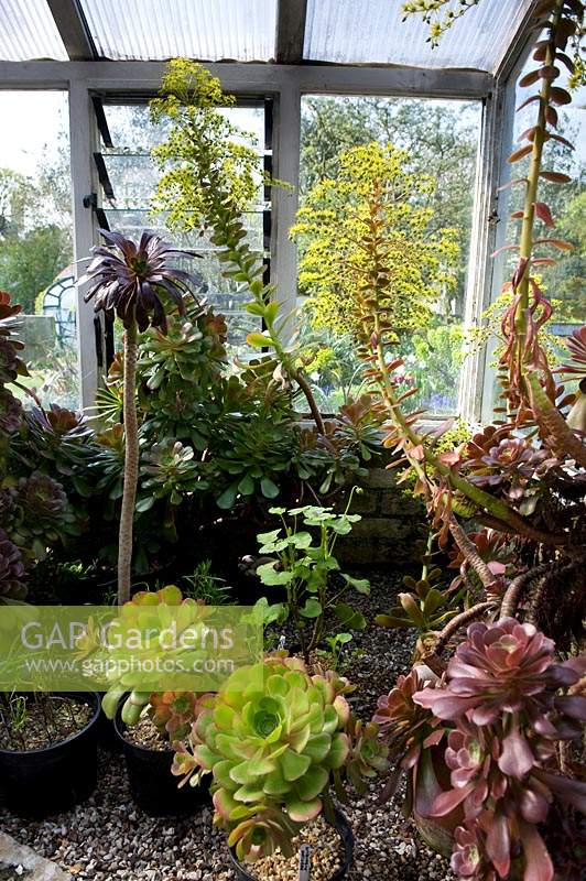 Pots of succulents and tender plants overwintering in greenhouse on gravel bench