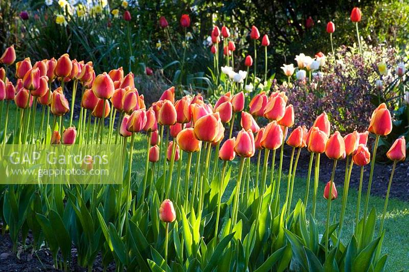 View of row of bicoloured Tulipa - Tulip