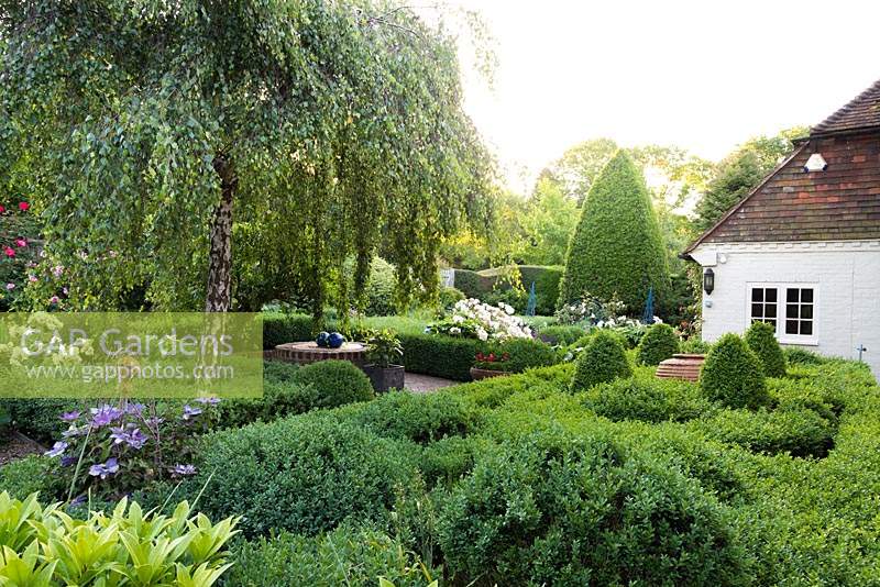 View over knot garden by house, also Betula - Weeping Silver Birch surrounded by clipped Buxus - Box - and Rosa 'Penelope' - Rose