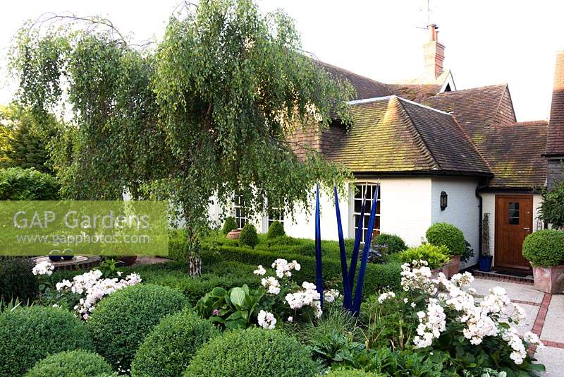 Front garden with topiary balls, Betula - Weeping Silver Birch surrounded by clipped Buxus - Box, Rosa 'Penelope' - Rose and glass sculpture 