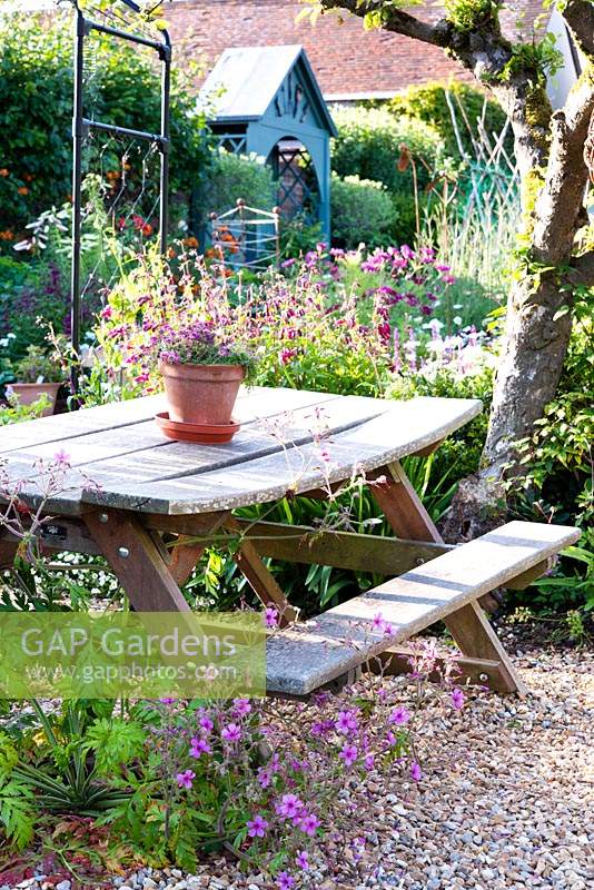 Picnic bench on gravel surrounded by self-seeded Geranium palmatum, nearby perennials including Penstemon around an old Malus - Apple - tree 