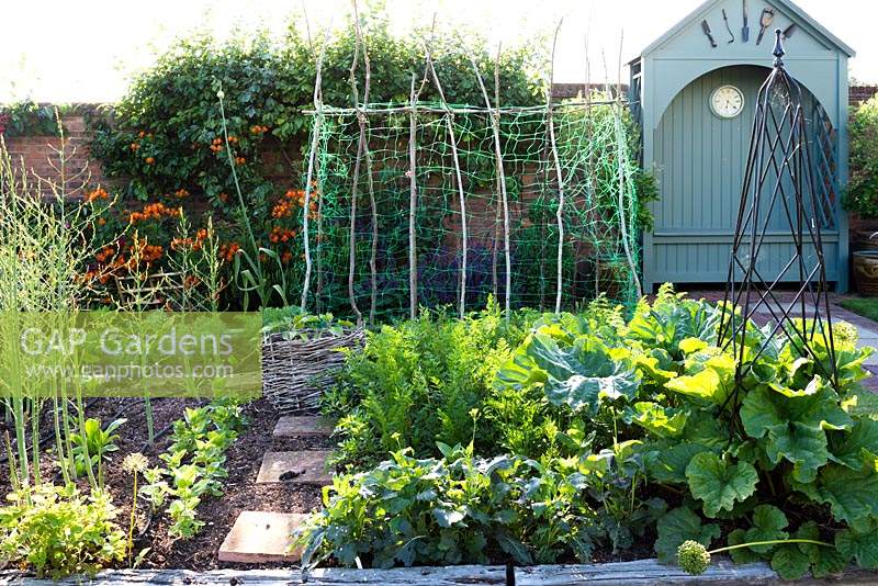 Kitchen garden with raised bed near brick wall. Crops include: Asparagas, Carrots and Rhubarb. Pole and netting supports for row of climbing beans