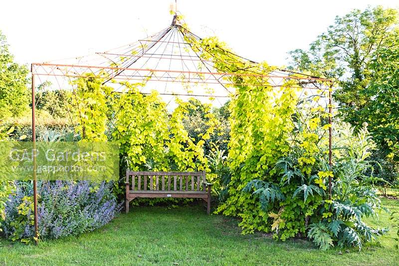 Metal arbour in the form of a tent supporting Humulus lupulus 'Aureus' - Golden Hop. Cynara cardunculus var. scolymus - Globe Artichoke and Nepeta - Catmint - either side of wooden bench 