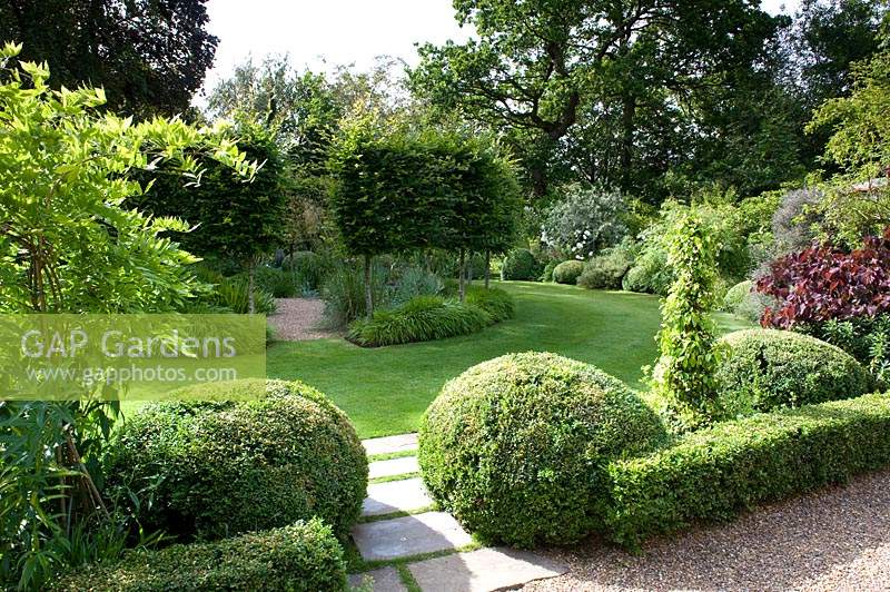 Topiary in formal garden, clipped mounds between lawn and borders, with circle of pleached Carpinus betulus - Hornbeam - in the centre