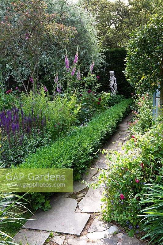View down mixed border with flowering Digitalis - Foxglove - and Salvia, bordered by low formal clipped hedge and crazy paving path