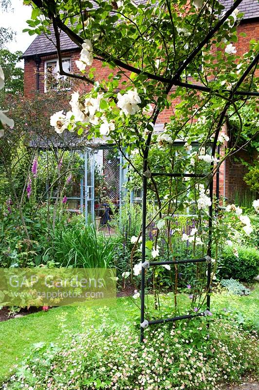 View through metal gazebo covered with flowering Rosa 'City of York' - Climbing Rose - to curved flower bed and house 