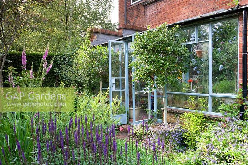 Conservatory doors open out to garden with flowering Digitalis and Salvia and clipped topiary standards