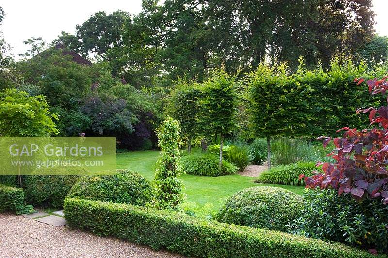 Topiary in formal garden with views of lawn and circle of pleached Carpinus betulus - Hornbeam