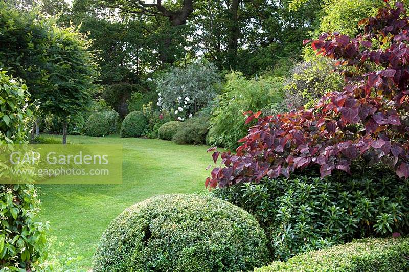 Wide, curved borders with topiary, shrubs and pleached trees separated by lawn