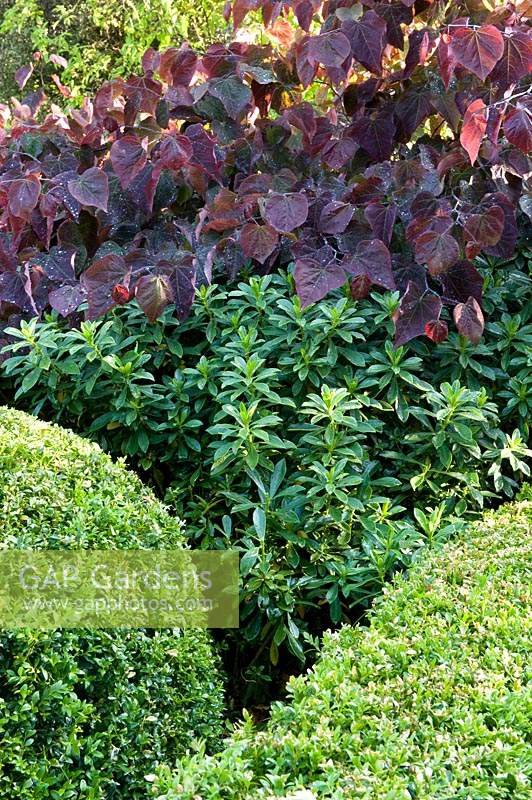 clipped Buxus - Box - balls and Cercis canadensis 