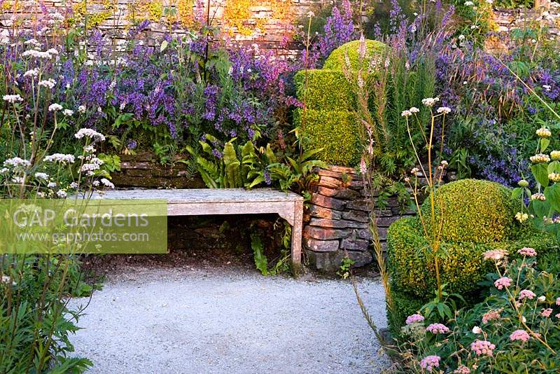 Wooden bench, clipped Buus - Box - spirals and informal planting of: Nepeta 'Six Hills Giant', Valeriana officinalis, Pimpinella major 'Rosea', Linaria purpurea 'Canon Went' in beds by drystone wall