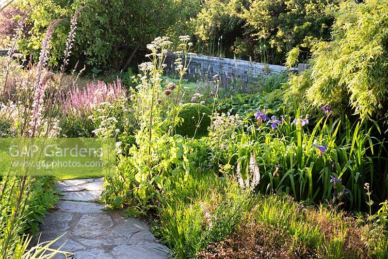 Border between path and wall, plants: Linaria purpurea 'Canon Went', Valeriana officinalis, Allium 'Firmament', blue Iris and saxifrage 