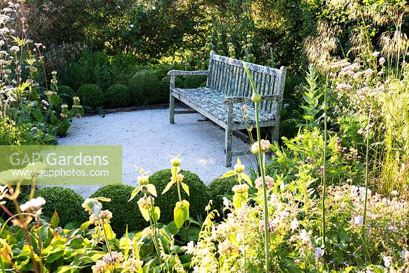 Lichened wooden bench framed with clipped Buxus - Box - surrounded by flower bed with: Phlomis russeliana and Stipa gigantea 