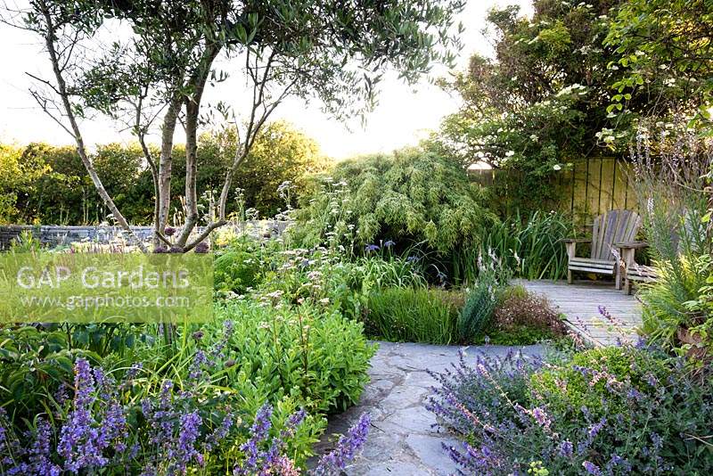 Olive tree,  Olea europaea, surrounded by beds planted with a mix of herbaceous perennials including Allium 'Firmament', Valeriana officinalis, sedums, salvias, Linaria purpurea 'Canon Went' and blue irises around a small sunken pond beside a deck with sun loungers at Sea View, Cornwall, UK in June.