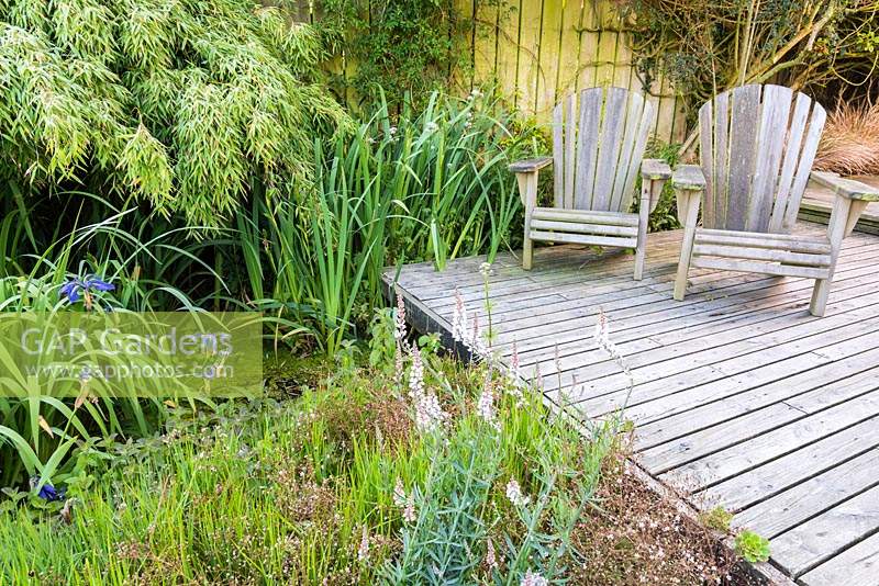 Decking beside a small pond with blue irises, bamboo and Linaria purpurea 'Canon Went' at Sea View, Cornwall, UK in June.