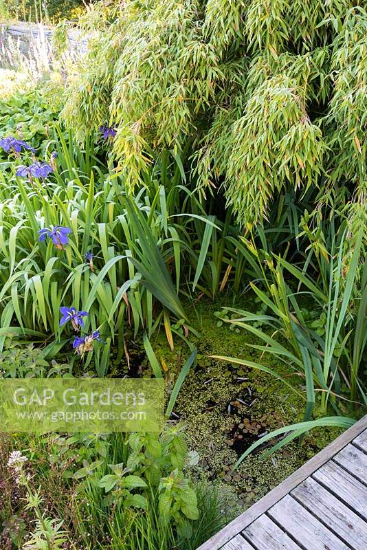 Small sunken pond with blue irises, water mint and bamboo at Sea View, Cornwall, UK in June.