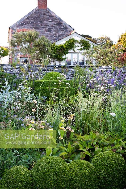 Clipped box shapes in the ornamental garden surrounded by Phlomis russeliana, Valeriana officinalis, geraniums, Deschampsia caespitosa 'Goldschlier' and Erigeron karvinskianus at Sea View, Cornwall, UK in June.