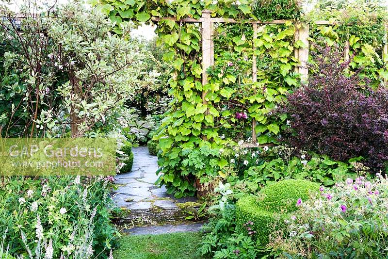 Vitis cognetiae, climbing roses and Clematis 'Niobe' clothe a screen separating one area of the garden from another with clipped box, geraniums, deep claret Astrantia 'Hadspen Blood' and Linaria purpurea 'Canon Went' in the foreground at Sea View, Cornwall, UK in June.