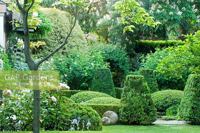 Formal clipped topiary in formal garden. 