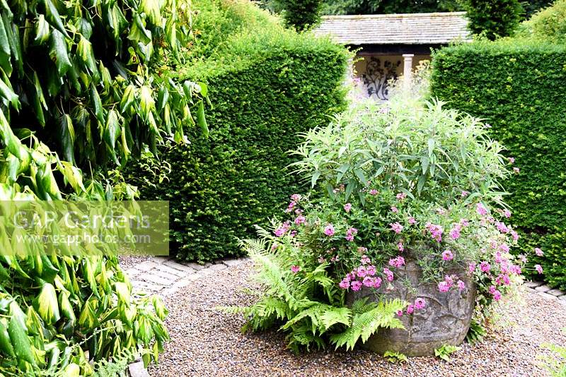 Container planted with Salvia leucantha and pink verbenas with self sown ferns growing in gravel below and framed by yew hedges at York Gate Garden in July.