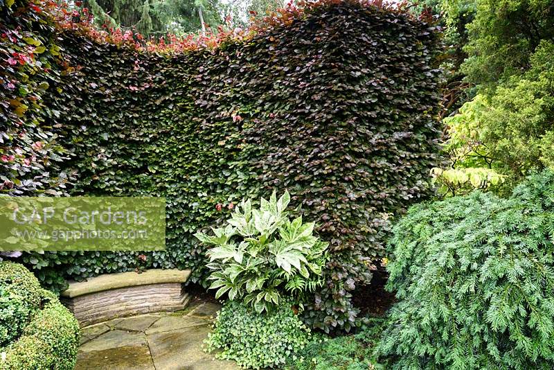 A curved hedge of copper beech wraps itself around a curved bench, with variegated Fatsia japonica 'Spider's Web', ivy box and conifers at York Gate Garden, Adel in July.