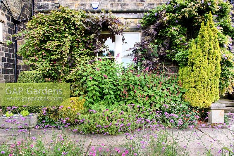 Facade of the house planted with salvias, persicarias and geraniums amongst clipped box, fastigiate golden yew, Actinidia kolomikta, wisteria and Vitis vinifera 'Purpurea' at York Gate Garden, Adel in July.