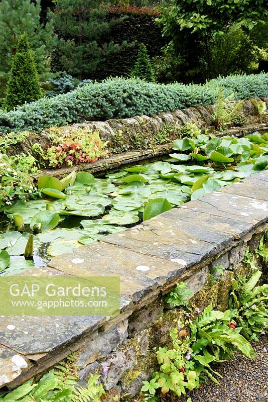 Raised rill full of water lilies in the Canal Garden edged with trained cypress and self seeded geraniums and ferns at York Gate Garden, Adel in July.