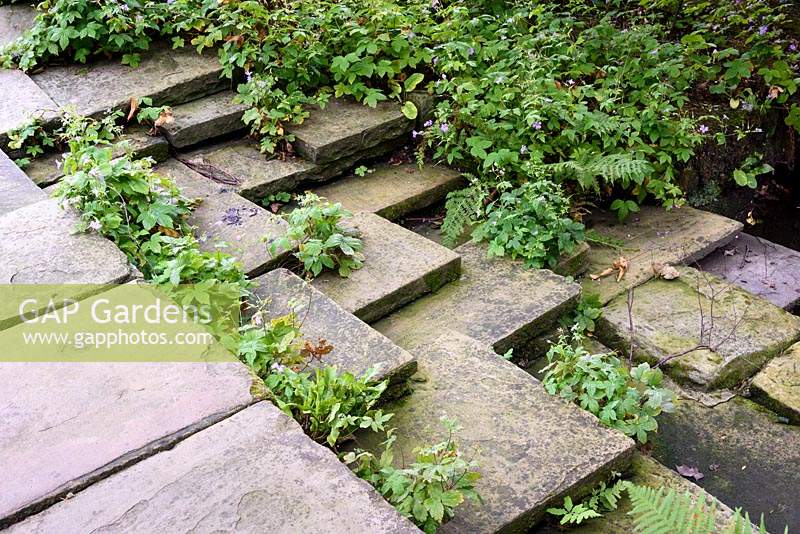 Steps leading down to a small formal pond seeded with hardy geraniums and ferns in York Gate Garden in July.