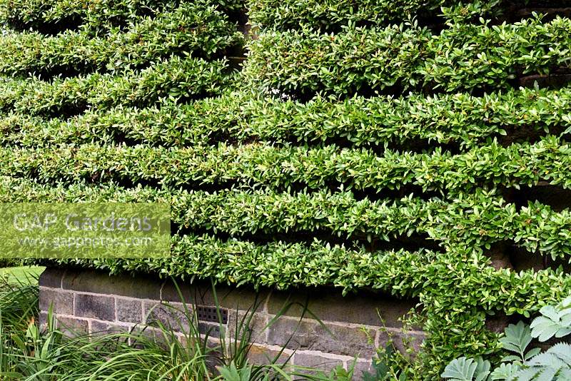 Pyracantha trained as a perfectly clipped espalier on the side of the house at York Gate Garden, Adel in July.