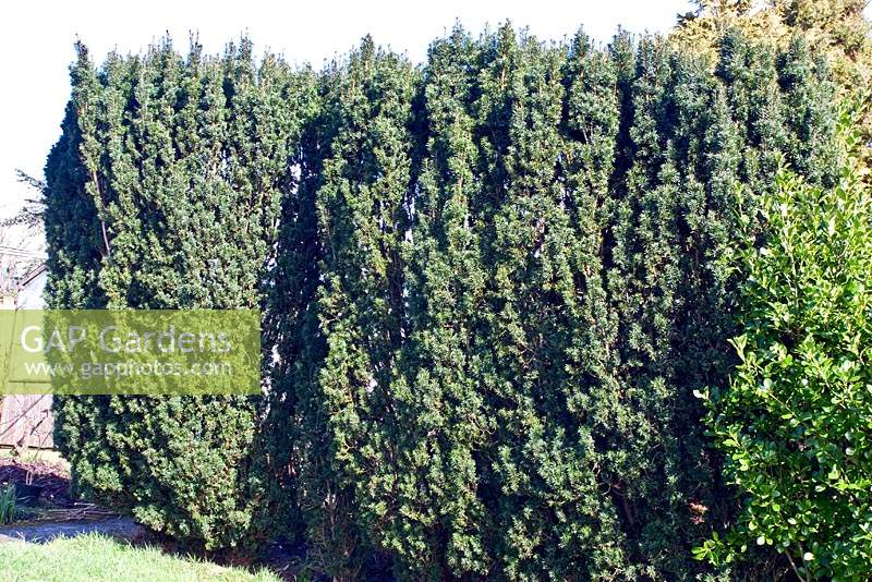1 splitting a Taxus 'yew' hedge sequence - before.
