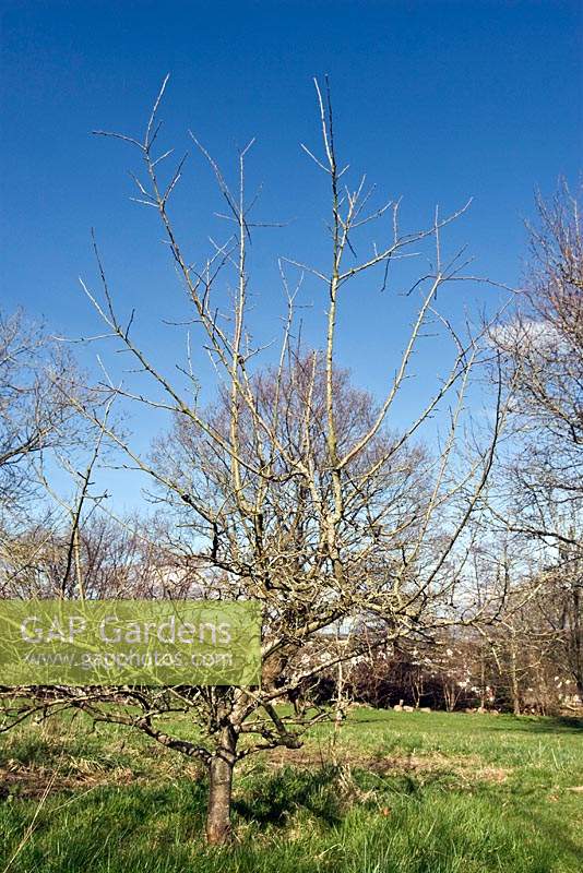 Mature apple tree re... stock photo by John Swithinbank, Image: 1356289