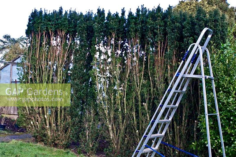 4 splitting a Taxus 'yew' hedge sequence - in progress almost finished.
