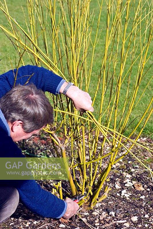 Pruning Cornus sericea 'Flaviramea' sequence 2 - Cutting back this years growth to almost ground level.