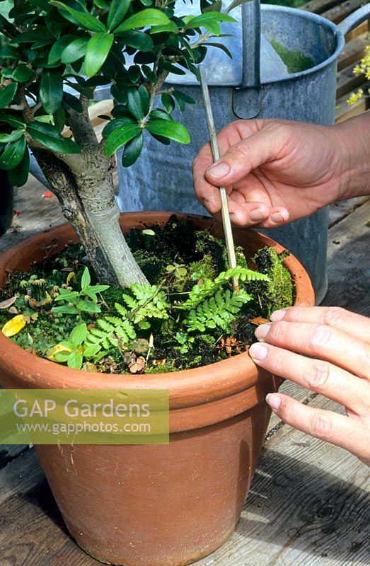 Topdressing an Olea europaea - Olive - plant in a terracotta pot, removing old compost and weeds