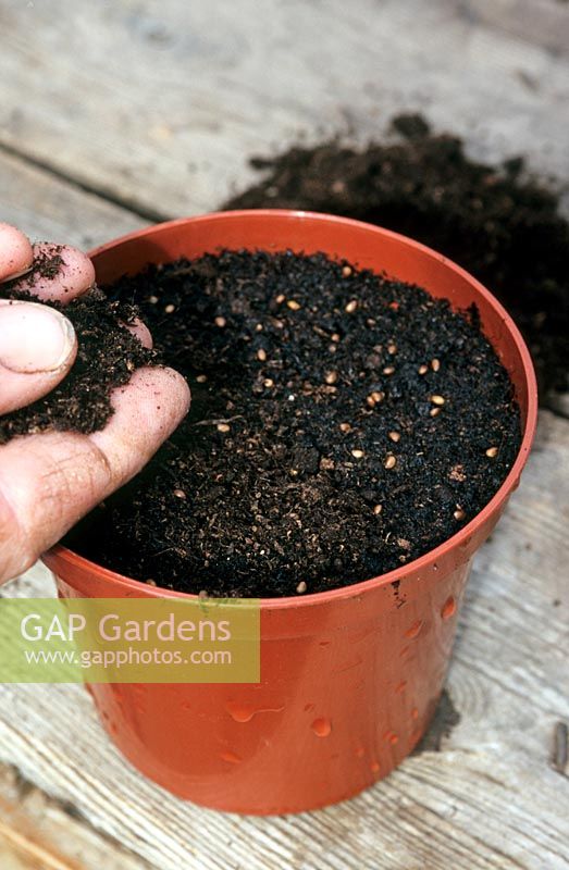 Seed sowing into pot, covering seed with same depth of compost