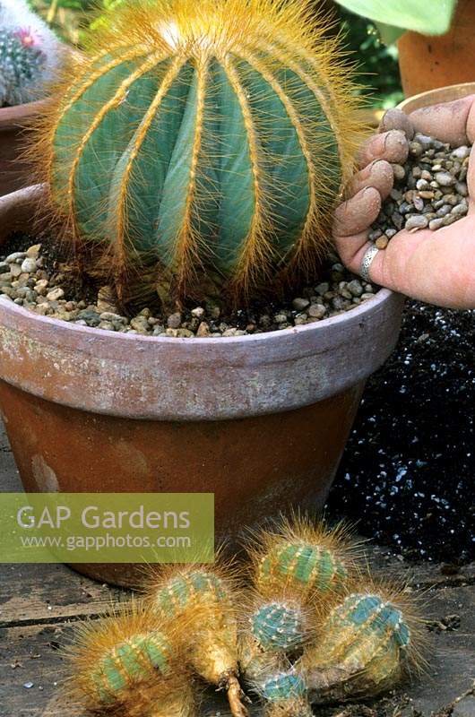 Top dressing a recently repotted Parodia Magnifica Cactus 