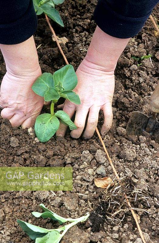 Planting out Broad Bean plants in a row