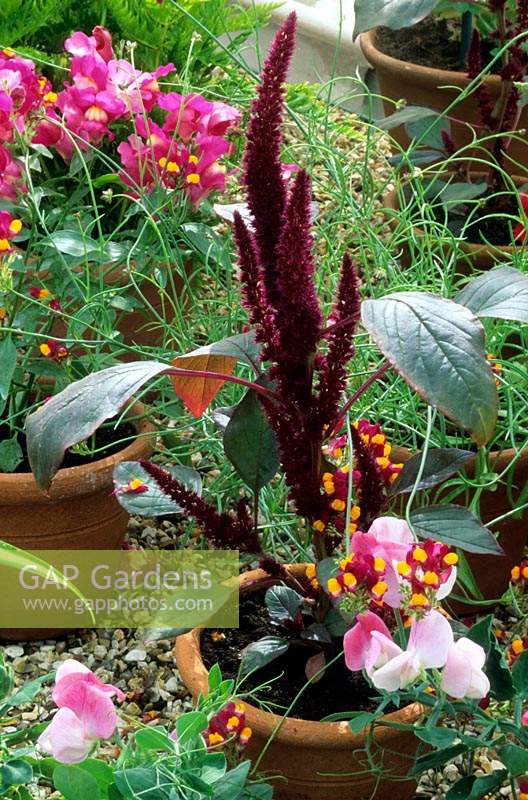 Linaria, Amaranthus and Lathyrus odorata - Sweet Pea - 'Display', in clay pots on a gravel bed on greenhouse bench