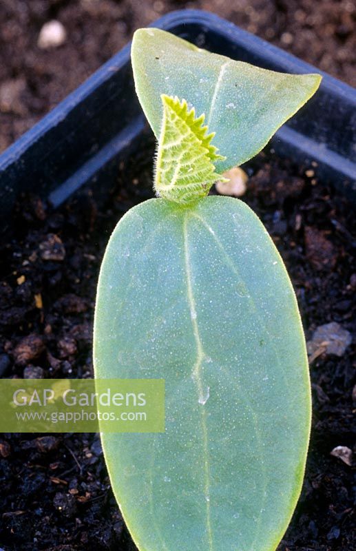 Cucumber 'Birgit' seedling