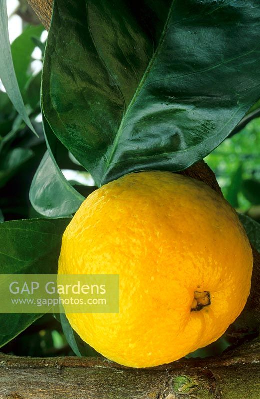 Citrus sinensis 'Malta Blood - Sweet Orange - single fruit
