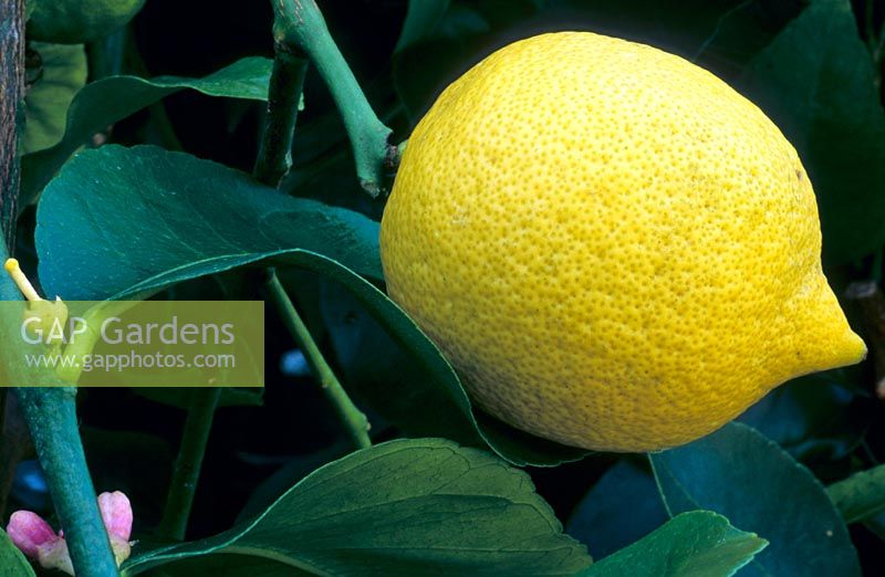 Citrus x limon 'Eureka' 