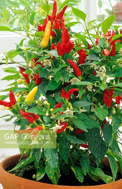 Capsicum - Chili Pepper - 'Masquerade'
