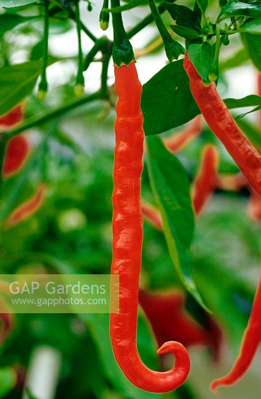 Capsicum - Chili Pepper - 'Galkunda Miris'